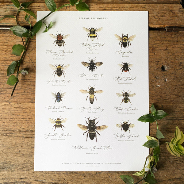 Bees of the World Watercolour Art Print