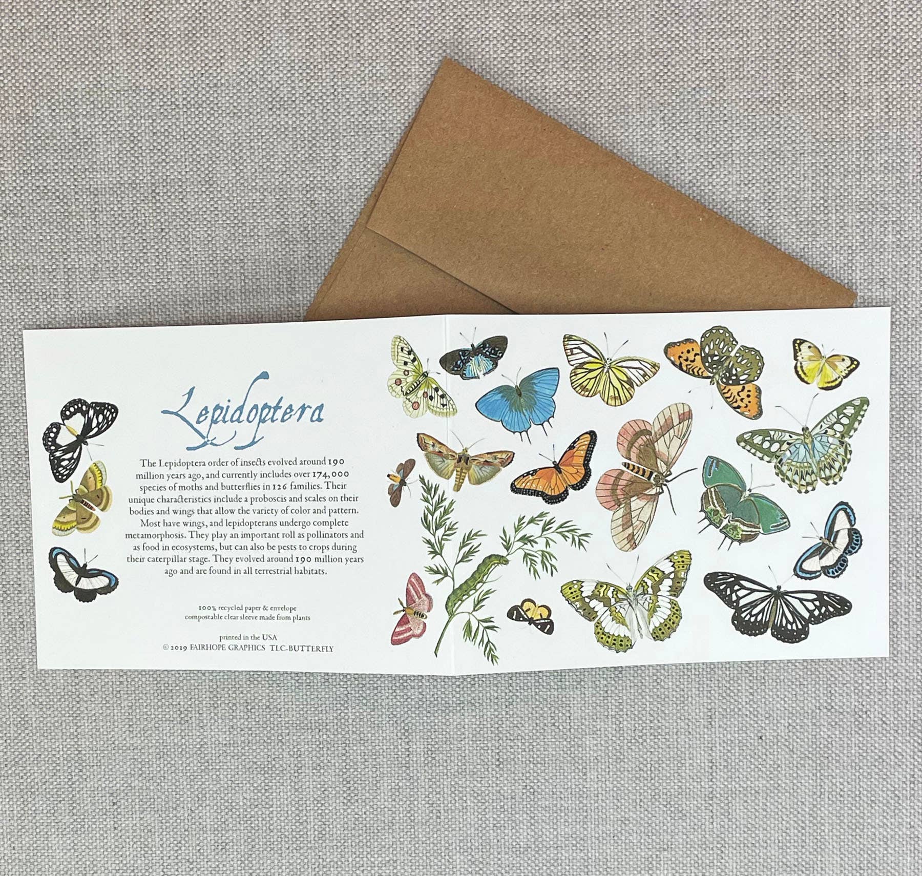 Butterflies and Moths