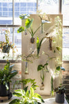 Eliza Vase {multiple sizes}