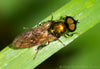 Gold Fly Brooch Pin