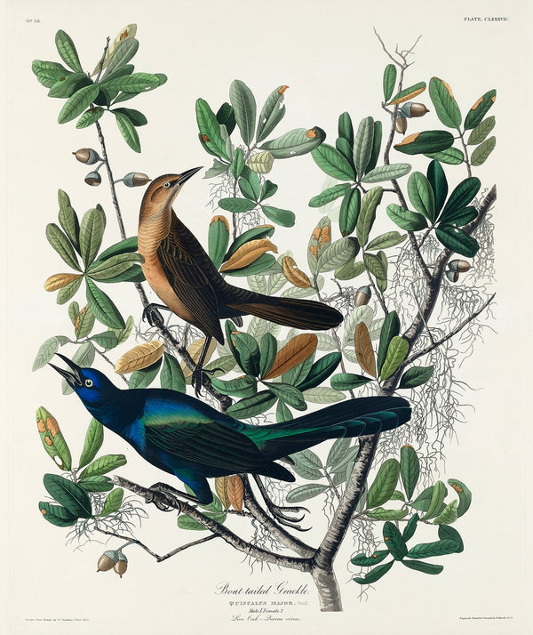 Tirages d’art Oiseaux d’Amérique {1827-1838} | John James Audubon {différentes tailles}