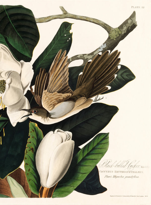 Tirages d’art Oiseaux d’Amérique {1827-1838} | John James Audubon {différentes tailles}