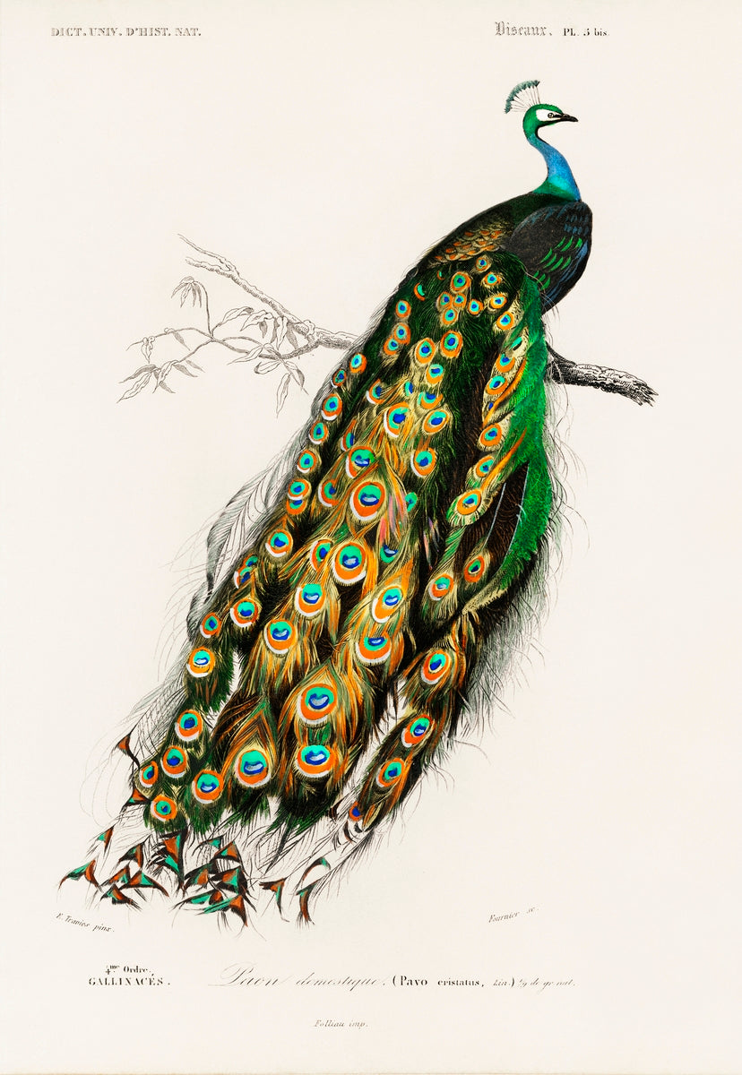 Les oiseaux de paradis de Jacques Barraband {1806} | Tirages d'art 20