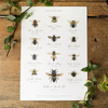 Abeilles du monde aquarelle Art Print