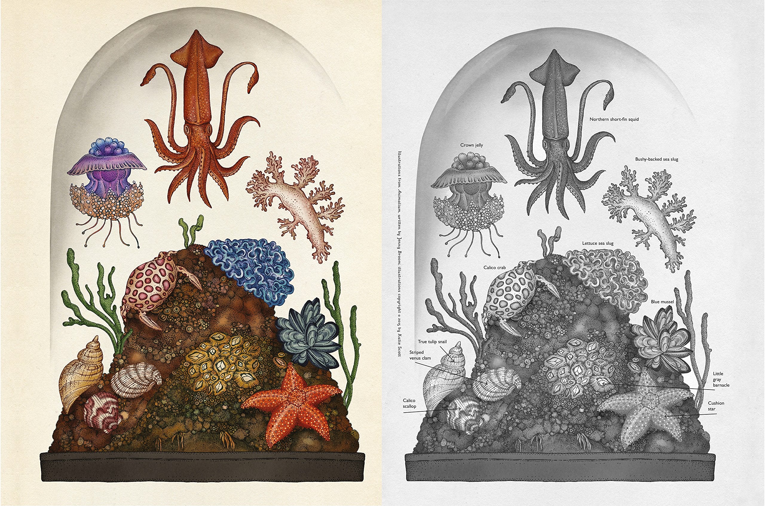 Welcome to the Museum Book Collection | Animalium {multiple types + bundle discount}
