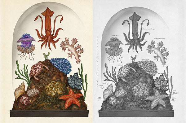 Welcome to the Museum Book Collection | Animalium {multiple types + bundle discount}