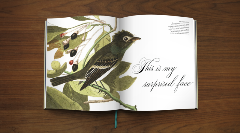 Effin'Oiseaux | Reynolds