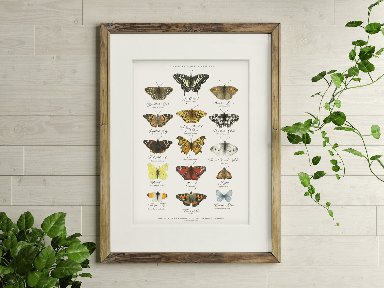 Tableau des papillons britanniques Aquarelle Impression artistique