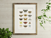 Tableau des papillons britanniques Aquarelle Impression artistique