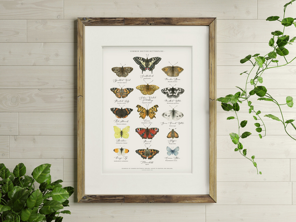 British Butterflies Chart Watercolour Art Print