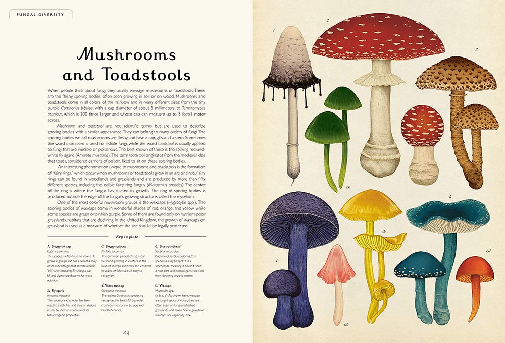 Welcome to the Museum Book Collection | Fungarium {Ester & Scott}