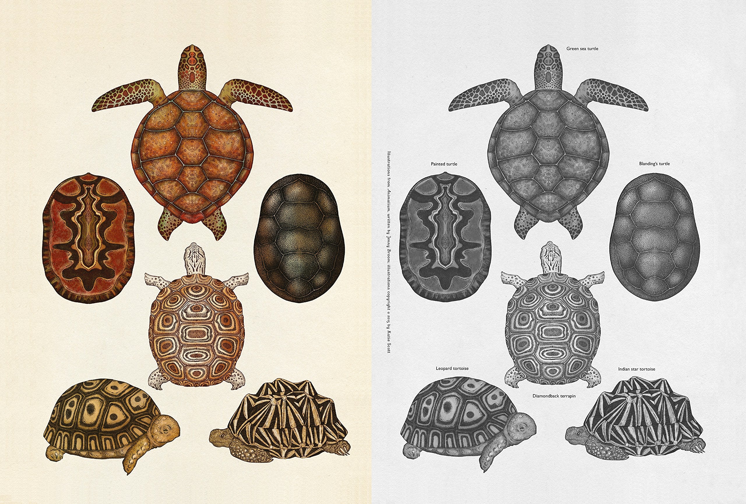 Welcome to the Museum Book Collection | Animalium {multiple types + bundle discount}