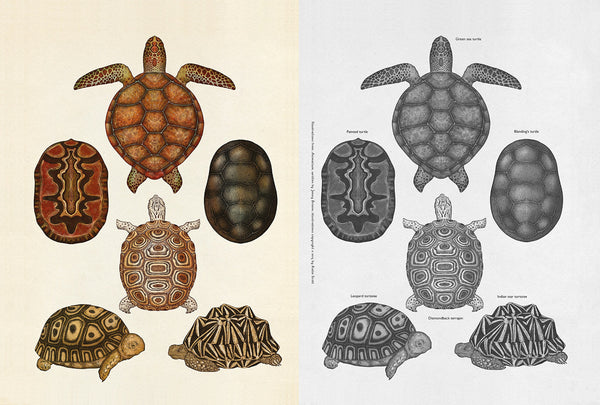 Welcome to the Museum Book Collection | Animalium {multiple types + bundle discount}