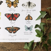 Tableau des papillons britanniques Aquarelle Impression artistique