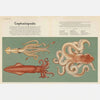 Animalium | Welcome to the Museum Book Collection