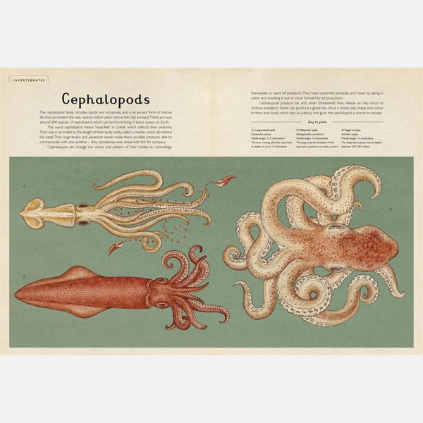 Animalium | Welcome to the Museum Book Collection