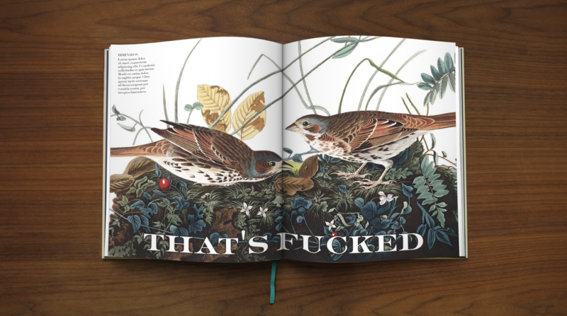Effin'Oiseaux | Reynolds