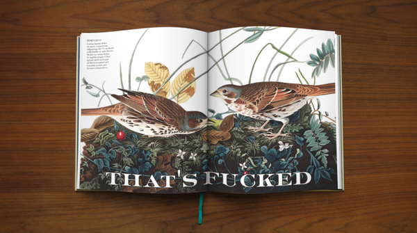 Effin'Oiseaux | Reynolds