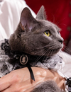 Gothic Victorian Pet Collar