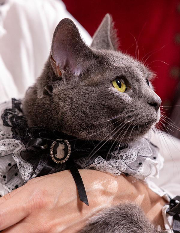 Gothic Victorian Pet Collar
