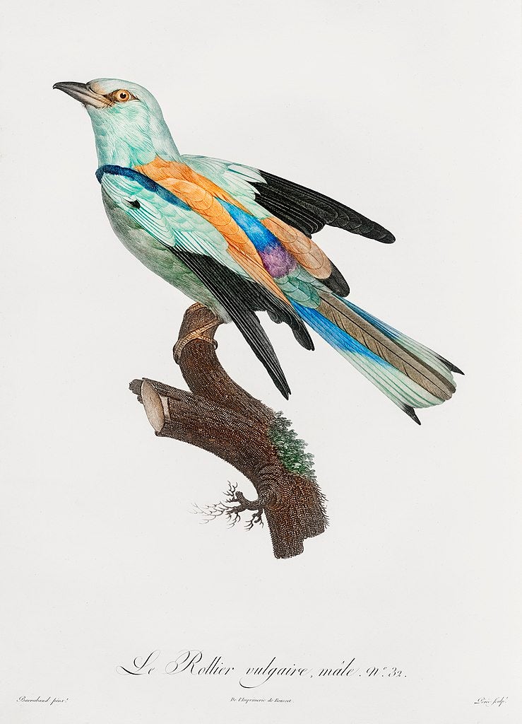 Les oiseaux de paradis de Jacques Barraband {1806} | Tirages d'art 20