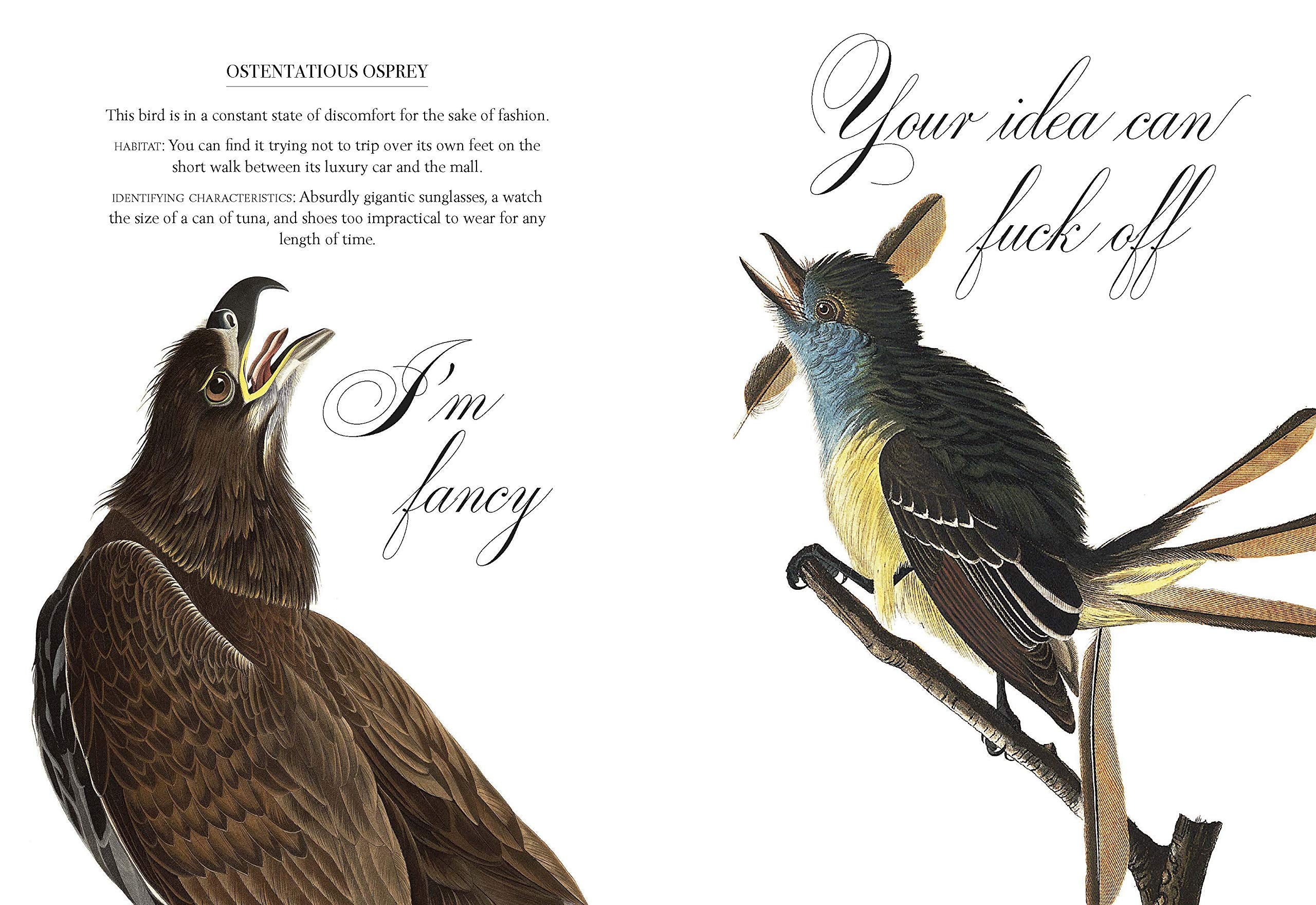 Effin'Oiseaux | Reynolds