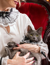 Gothic Victorian Pet Collar