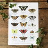 Tableau des papillons britanniques Aquarelle Impression artistique