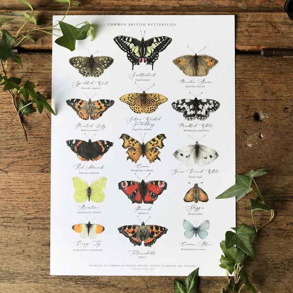 Tableau des papillons britanniques Aquarelle Impression artistique