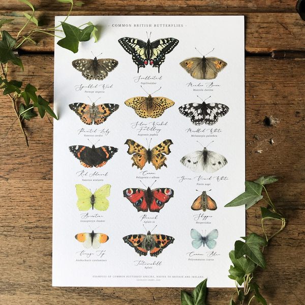 British Butterflies Chart Watercolour Art Print