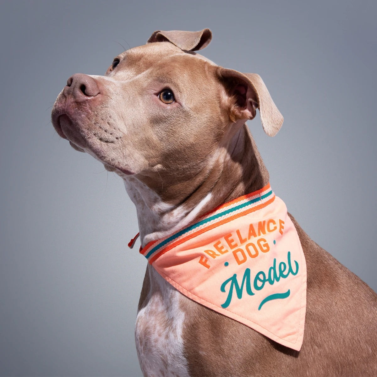 Bandana pour chien | Modèle indépendant