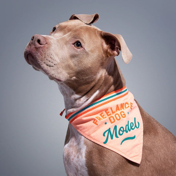 Dog Bandana | Freelance Model