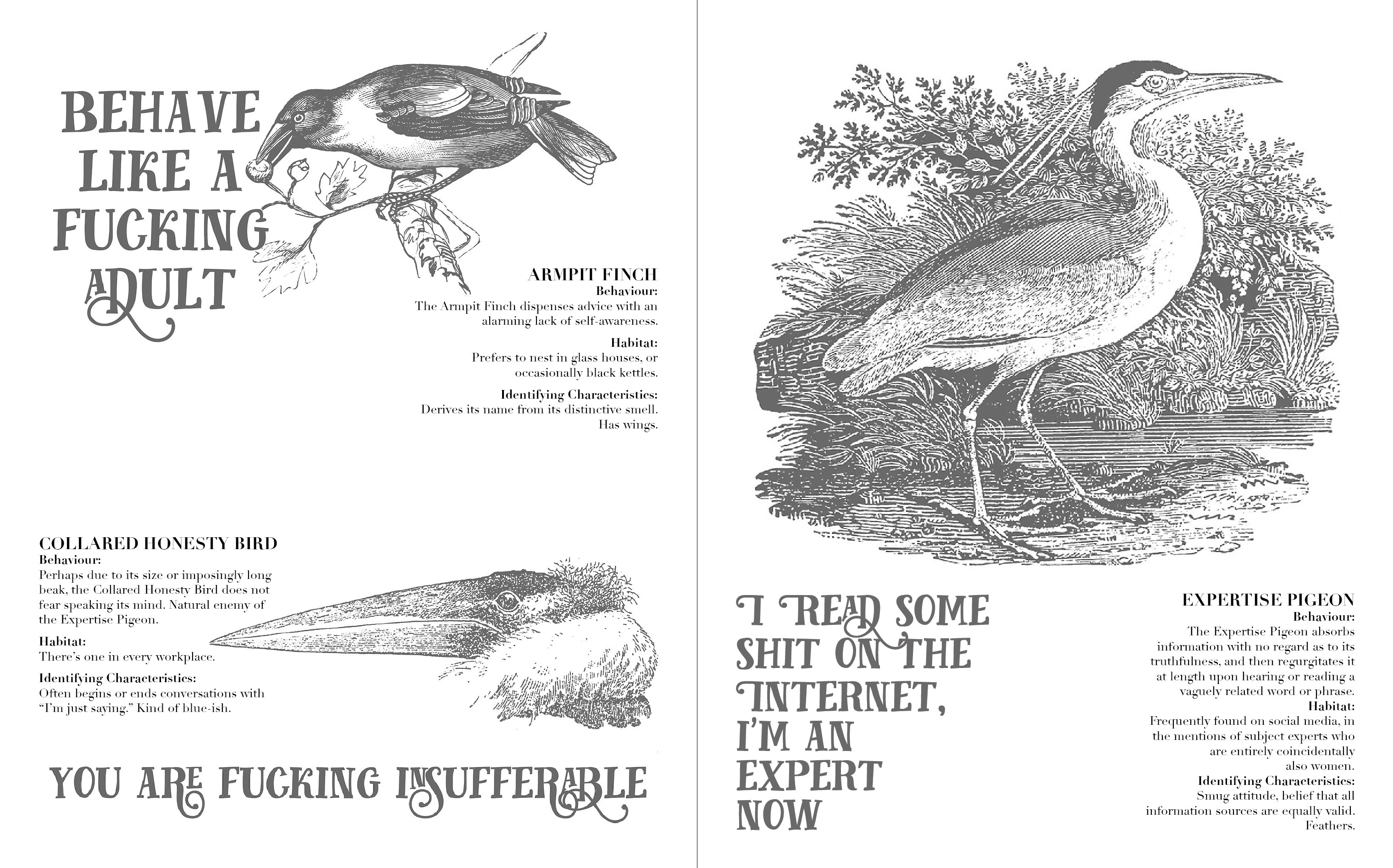 Effin'Oiseaux | Reynolds