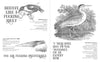 Effin'Oiseaux | Reynolds