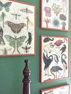Welcome to the Museum Book Collection | Animalium {multiple types + bundle discount}