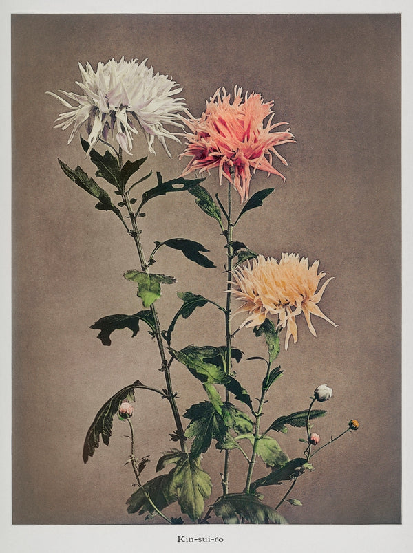 Japanese Flower Photographic Art Print Series {1896} | 20” x 30”