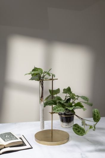 Mendel Vase Collection