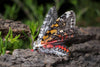 Painted Tiger Moth Brooch Pin