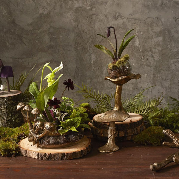 Collection Lichen {plusieurs styles}