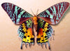 Dusk Moth Brooch Pin