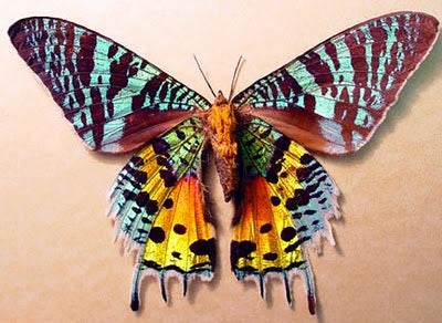 Dusk Moth Brooch Pin