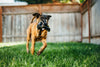 Dog Toys | Mutt Hatter {multiple styles}