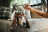 Dog Toys | Mutt Hatter {multiple styles}