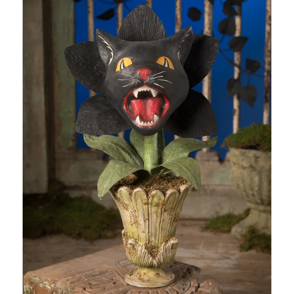 Orchidée chat effrayante