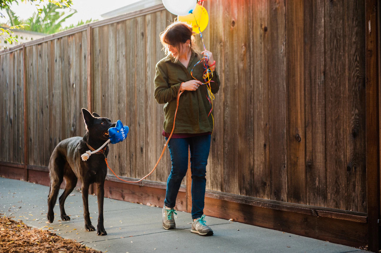 Jouets pour chiens | Party Time {plusieurs styles}