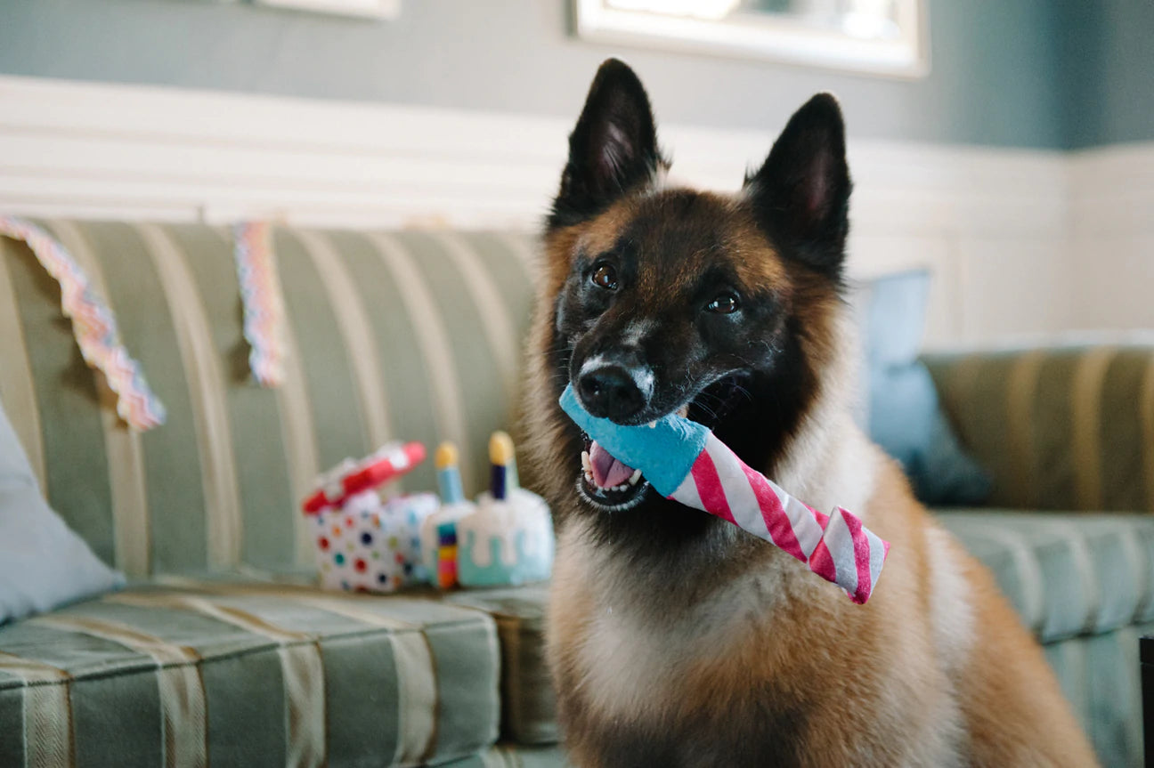 Jouets pour chiens | Party Time {plusieurs styles}