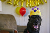 Jouets pour chiens | Party Time {plusieurs styles}