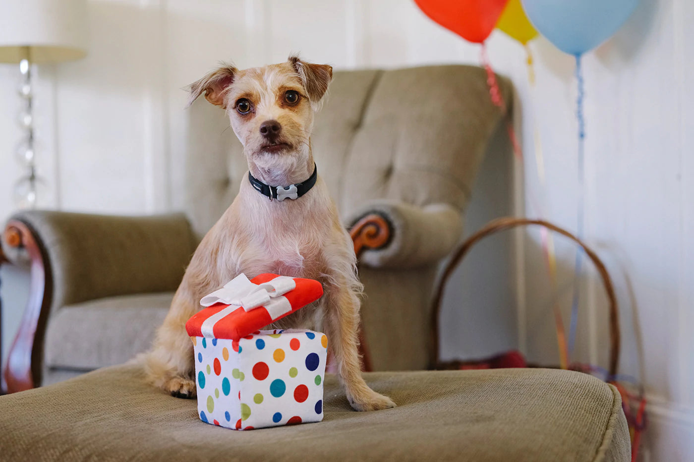 Jouets pour chiens | Party Time {plusieurs styles}