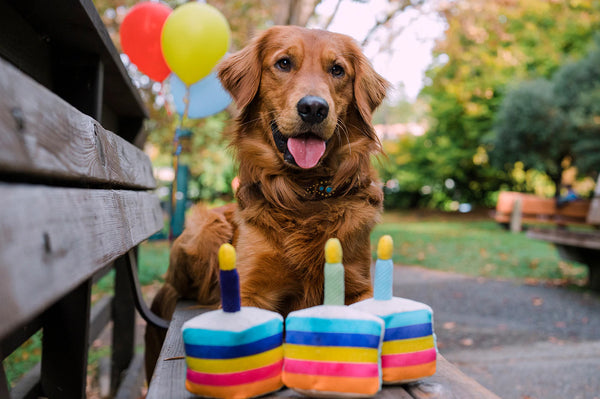 Jouets pour chiens | Party Time {plusieurs styles}