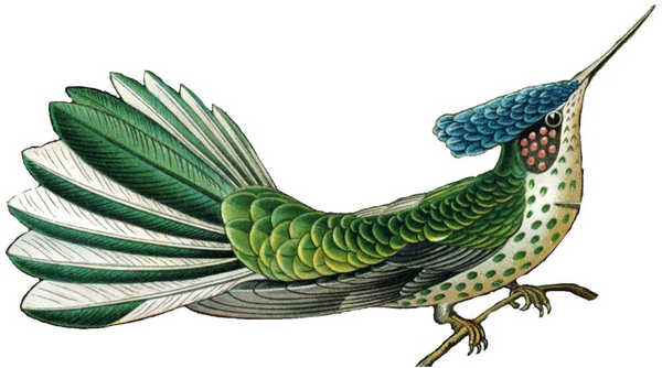 Avian Series